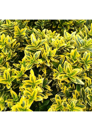 Altuni Çıtır Taflan - Euonymus Microphyllus Pulchellus Aureus Celastraceae 100 Adet