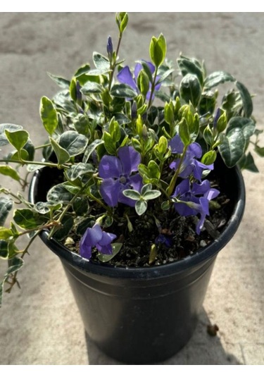 Vinca Mor Renk Cezayir Menekşesi 20-40cm Saklısı