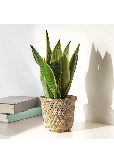 Bambu Saksı, Bambu, 12 Cm 3 Adet