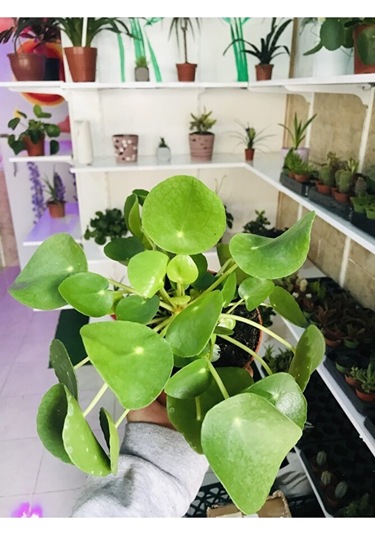 Pilea Salon Bitkisi