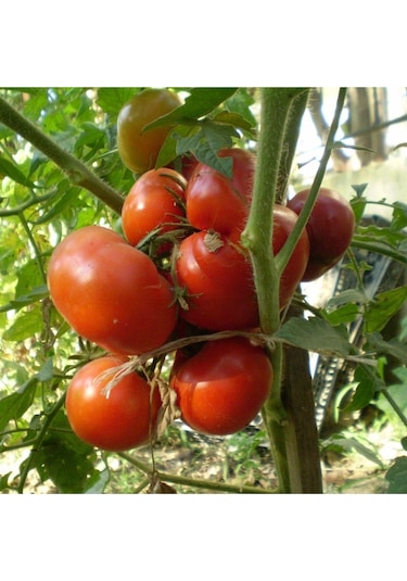 Expres Tohumculuk Tarla Domates Tohumu Yerli Domates Tohumu 300 Adet Tohum