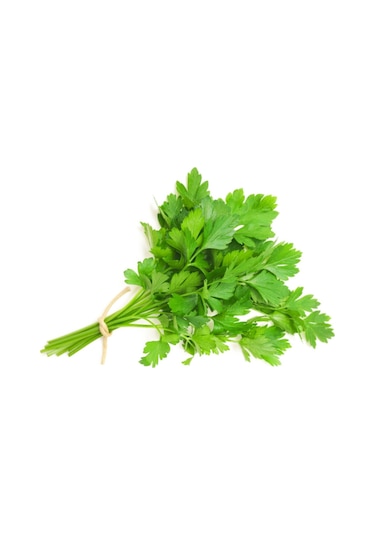 Maydanoz Tohumu Geniş Yapraklı Italyan Maydanoz Tohumu 250 Adet Tohum