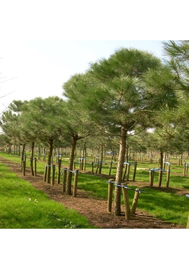 Tüplü Pinus Pinea Fıstık Çamı Fidanı