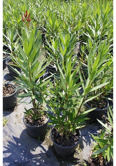 Zakkum - Nerium Oleander 5adet