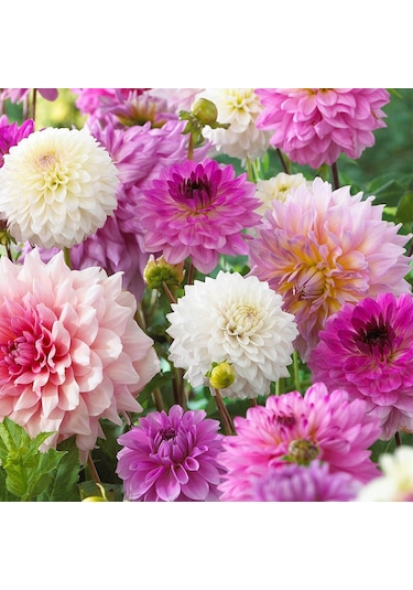 Mixed Dahlia Yıldız Çiçeği Soğanı Yumrusu 5  Adet