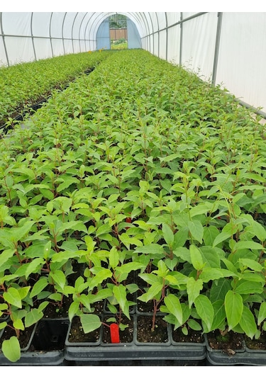 Mini Kivi 2 Adet Kırmızı+yeşil