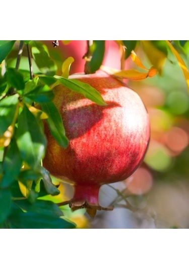 Tüplü Tatlı Çekirdeksiz Nar  Fidanı