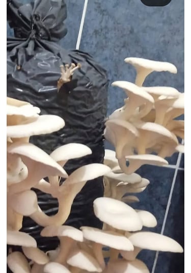 İstiridye Mantar Tohumu 1 Kg 4 Adet Ekim Poşeti Hediyeli 1 adet