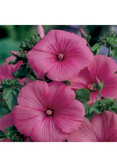 Lavatera Trimestris Regis Carmine Pamuk Çiçeği Tohumu 50 Tohum