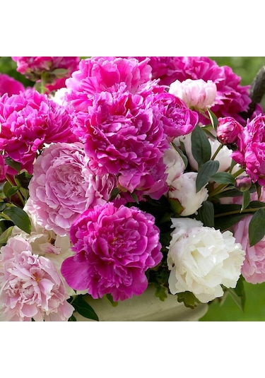 Karışık Şakayık Çiçeği Yumrusu Mix Peony 3 Adet