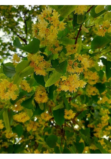 Ihlamur Fidanı 80-100 Cm Boyunda, Hoş Kokulu Ağaç Fidanı