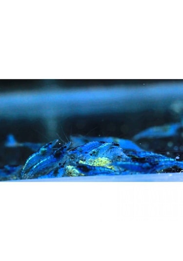 Mavi Melek Karides 10 Ad 1-1.2 Cm