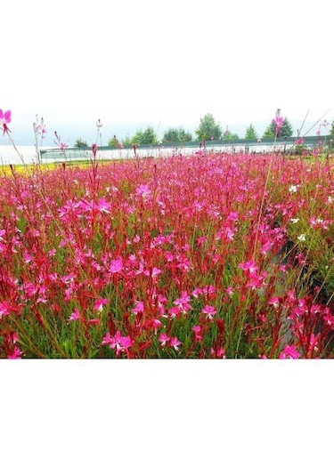 Gaura Çiçeği 5 Adet - Çok Yıllık Dış Mekan Çiçeği