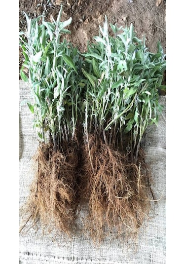 40 Ad. Açık Köklü Intermedia Lavanta Fidanı Fidesi