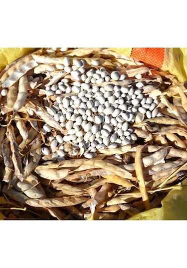 Akkuş Şeker Fasulye 1 Kg