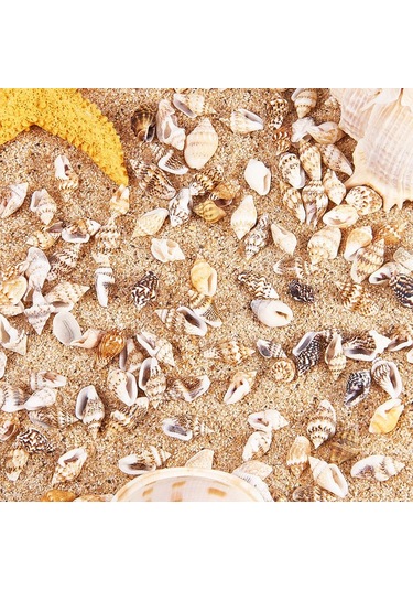 Suntek 1 Kutu Çok Çeşitli Doğal Kabuklu Kabukları Plaj Deniz