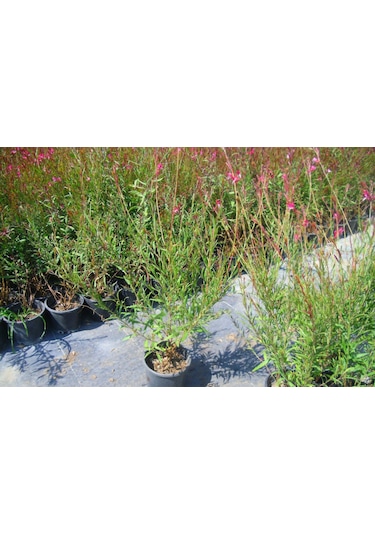 Gaura Çiçeği 5 Adet - Çok Yıllık Dış Mekan Çiçeği