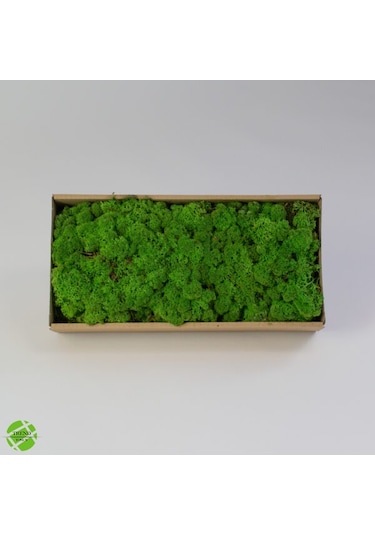 Trend Bahçe Reindeer Moss Forest Green Şoklanmış Norveç Yosunu 500 G