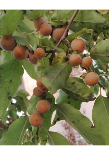 Soğuğa Dayanıklı Yabani Cennet Hurması Fidanı Trabzon Hurması - Tüplü Kara Hurma - Mini Meyveli