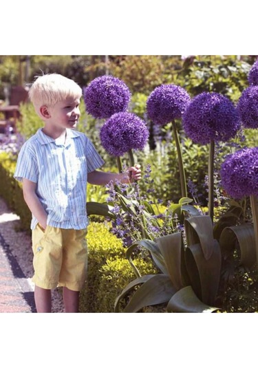 Dev Allium Tohumu Ekim Seti