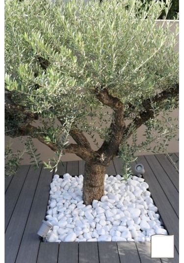 Beyaz Dolomit Taş 50 Kg 2-4 Cm Dere Çakıl Taşı Bahçe Süs Taşı Saksı Teraryum Taşı Akvaryum Taşı