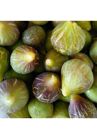 Tüplü Yöresel Jumbo Meyveli Karadeniz Patlıcan Inciri Fidanı