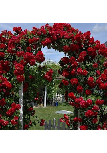 Tüplü Kokulu Kırmızı Renk Red Beauty Yediveren Sarmaşık Gül Fidanı 5 Yaş 120-160 Cm