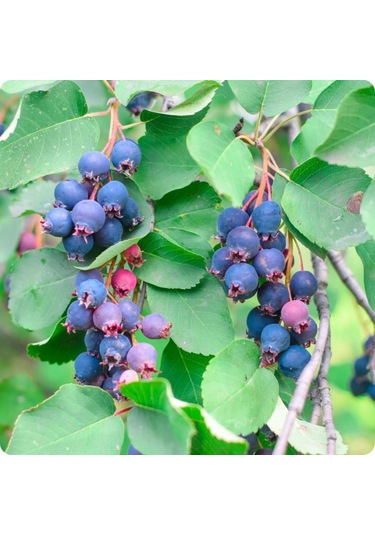 Saskatoonberry Meyve Fidanı 1-2 Yaş Arası Saksılı 30-60 Cm Boy