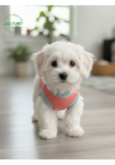 Gobo Yumuşacık Şeker Pembe Kedi Ve Köpek Kıyafeti Elbisesi Siyah Köpek Baskılı Tshirt - Xs, S, M, L Beden