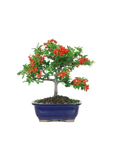 bonsai dracaena marginata 15 Bulk Hawaiian Dragon Tree Cuttings - Dracaena Marginata Money Tree