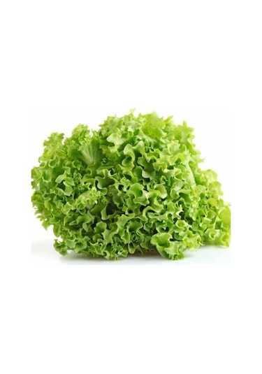 Geleneksel Soğuğa Dayanıklı Curly Kışlık Yeşil Kıvırcık Marul Tohumu 100tohum