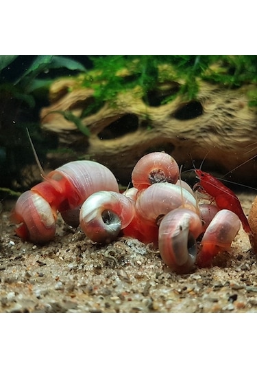 Ramshorn Salyangoz 5 Adet Karışık Renk