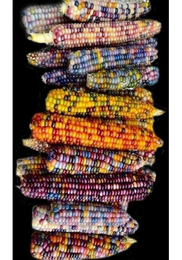 Renkli Mısır Tohumu 100 Adet