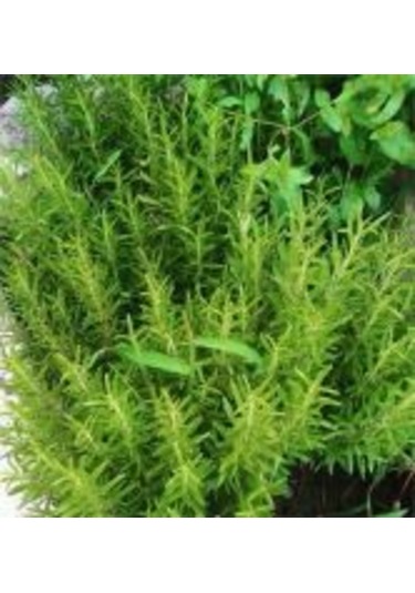 Saksıda Biberiye Fidanı