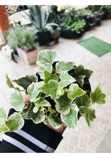 Hedera Helix Sarmaşık
