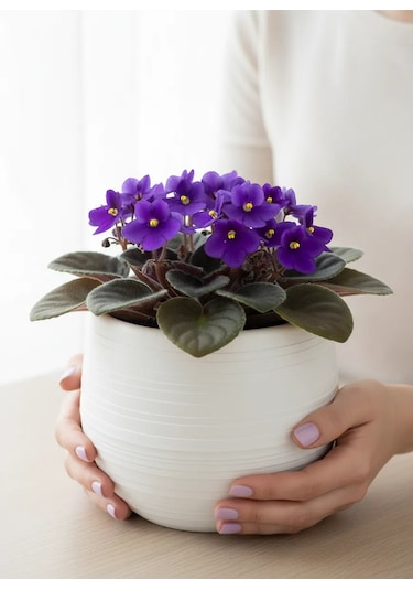 Saburg Çiçek Saksısı 3'lü Set, Otomatik Sulamalı 450 Ml 87136610