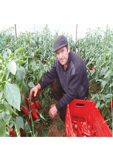 20 L Turkuvaz Bat Power Organik Sıvı Yarasa Gübresi