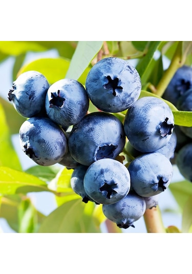 Yaban Mersini Chandler Yaban Mersini Fidanı