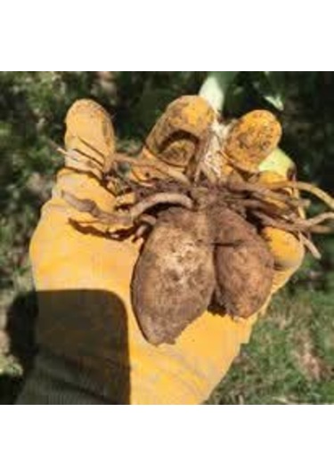 Dogal Salep Fidanı 5 Kg Serapies