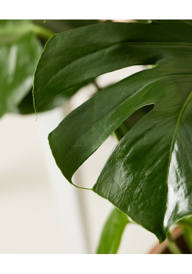 Deve Tabanı Monstera - Hediyelik Ev Ofis Bitkisi