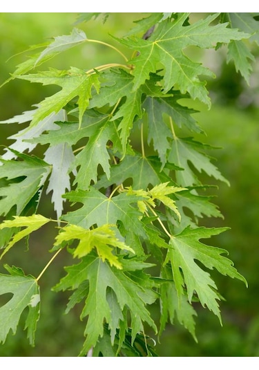 Göz Alıcı Sonbahar Renkleri İçin Şeker Akçaağaç Fidanı 2 Yaş