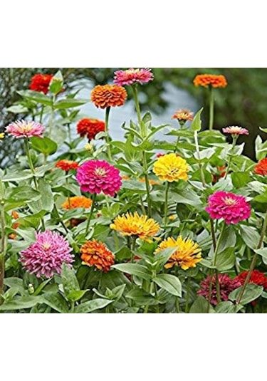 Fidanistanul Zinnia Karışık Renk Çiçek Tohumu 150 Adet