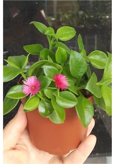 Buz Çiçeği Fidesi Fidanı 3 Adet 10-20 Cm Aptenia Cordifolia