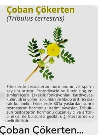 Natur'el Çoban Çökerten Suyu