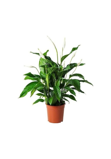 Barış Çiçeği Spathiphyllum Sokak Lambası Ev Bitkisi Ofis Barış Çiçeği 50-80 Cm