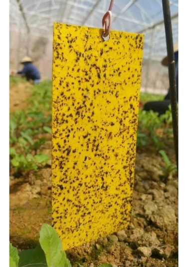 Grow Wizard Sarı Yapışkan Tuzak 10'lu Paket 10