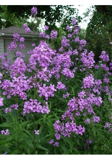 150+ Dames Rocket Mis Kokulu Çiçek Tohumu N111083