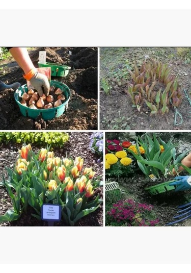 Domdacaogorod Soğanlı Bitkiler Ve Kelebek Yetiştirme Sepeti 263098581