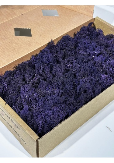 Reindermoss Şoklanmış Norveç Yosunu Terarium Yosunu Mor 5 Kg.