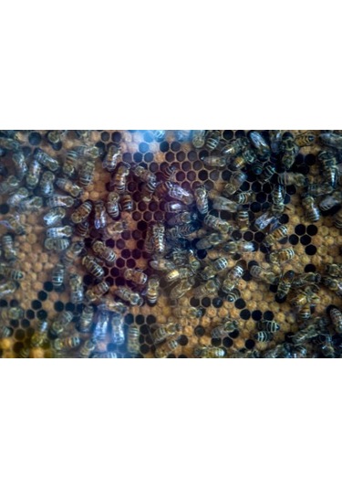 Mustafa Baloğlu Bal Ürünleri Karadeniz Çiçek Balı 250 G